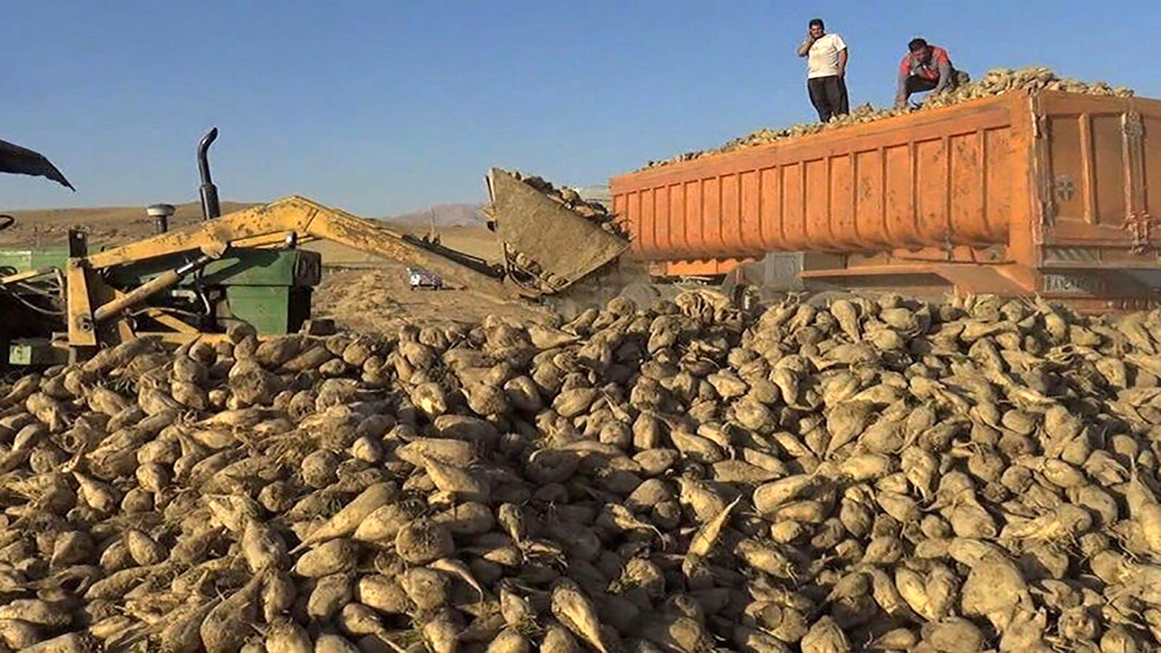 تحویل ۱۶۸ هزار تن چغندر به کارخانه قند خوی