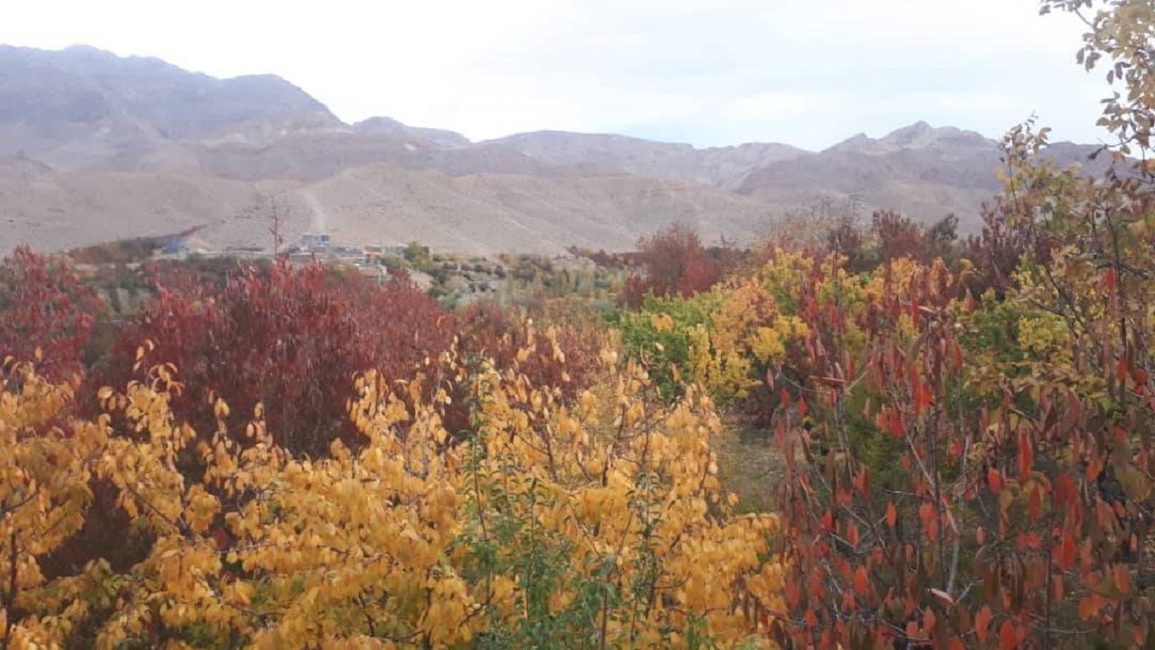 خودنمایی برگ‌های زرد پاییزی درختان در روستای سارکانلو + فیلم