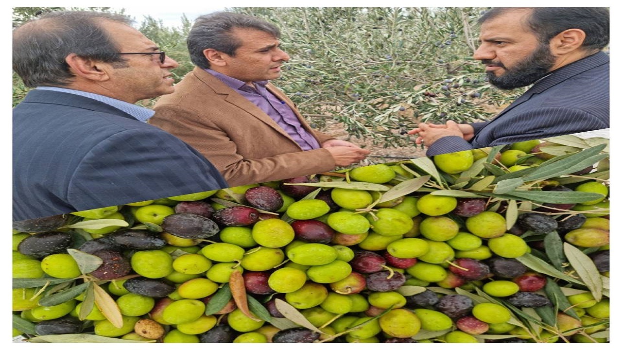 آغاز برداشت زیتون بخش مرکزی شهرستان زرند