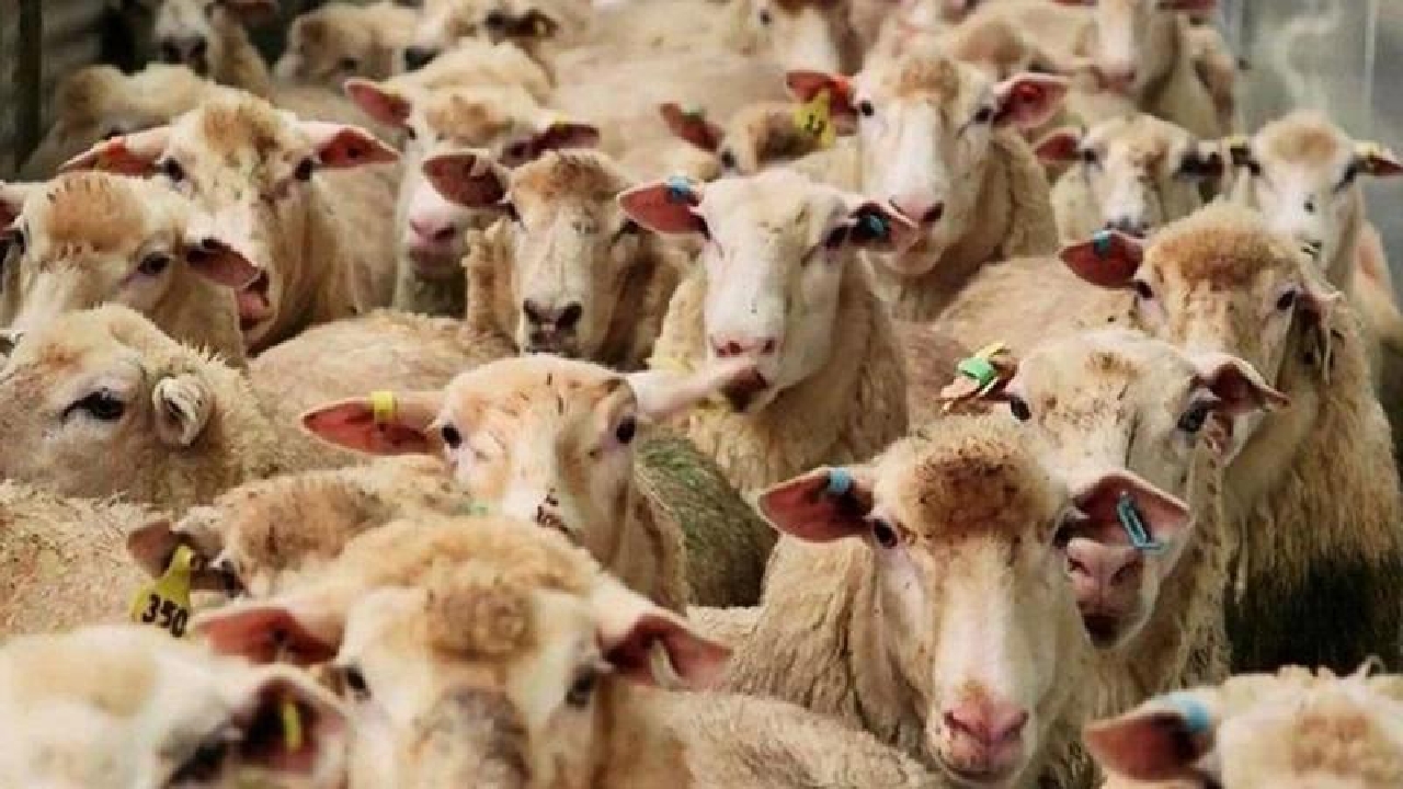 اصلاح نژاد دام سبب ارتقای اقتصاد استان می‌شود