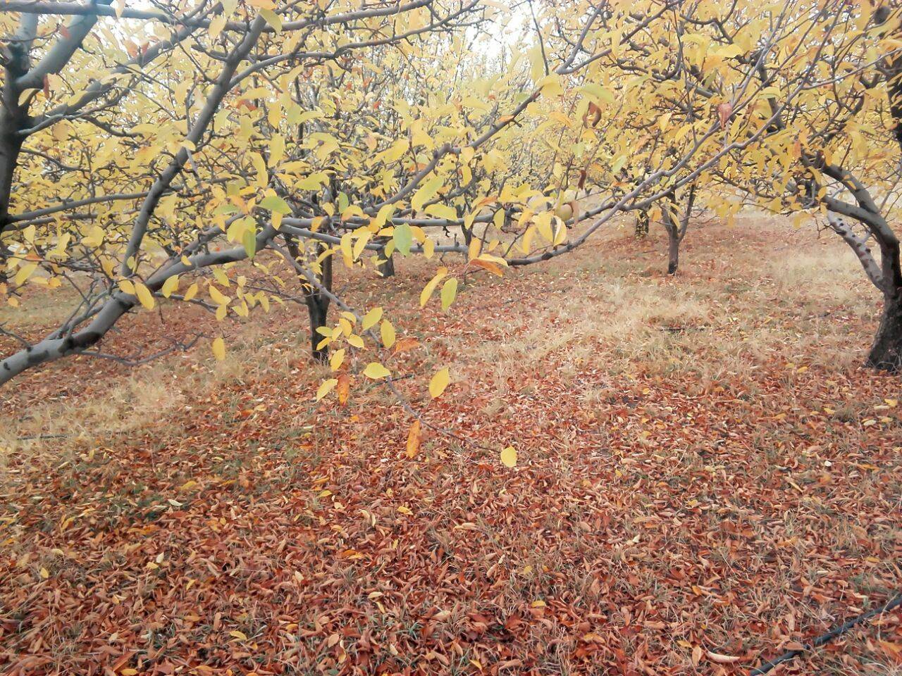 جلوه گری پاییز در روستای نحودآباد در لنز دوربین شهروند خبرنگار + تصاویر