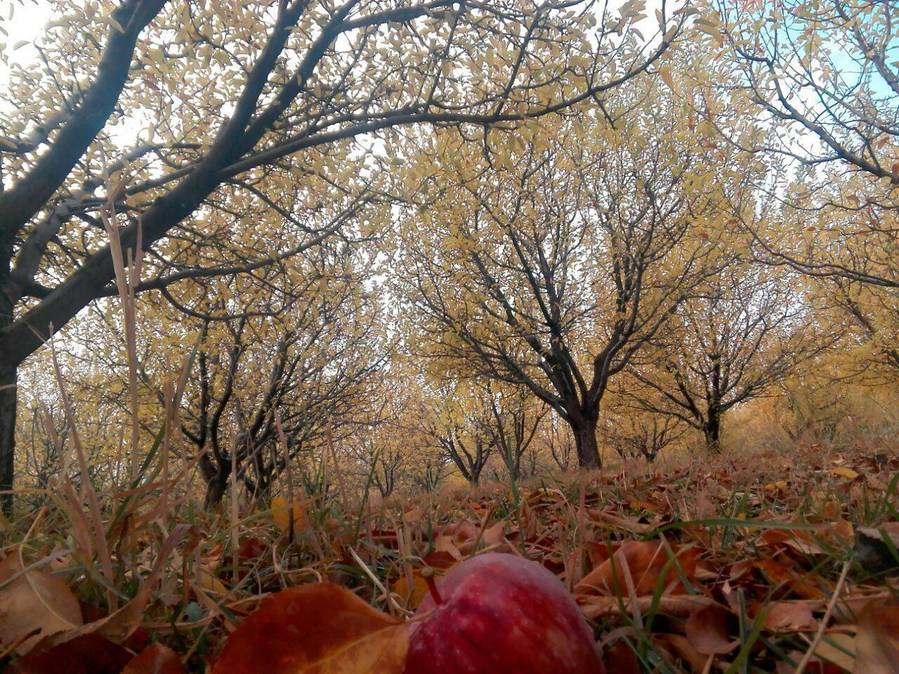 جلوه گری پاییز در روستای نحودآباد در لنز دوربین شهروند خبرنگار + تصاویر