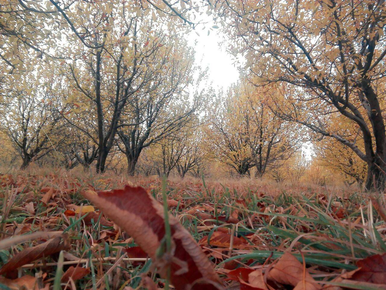 جلوه گری پاییز در روستای نحودآباد در لنز دوربین شهروند خبرنگار + تصاویر