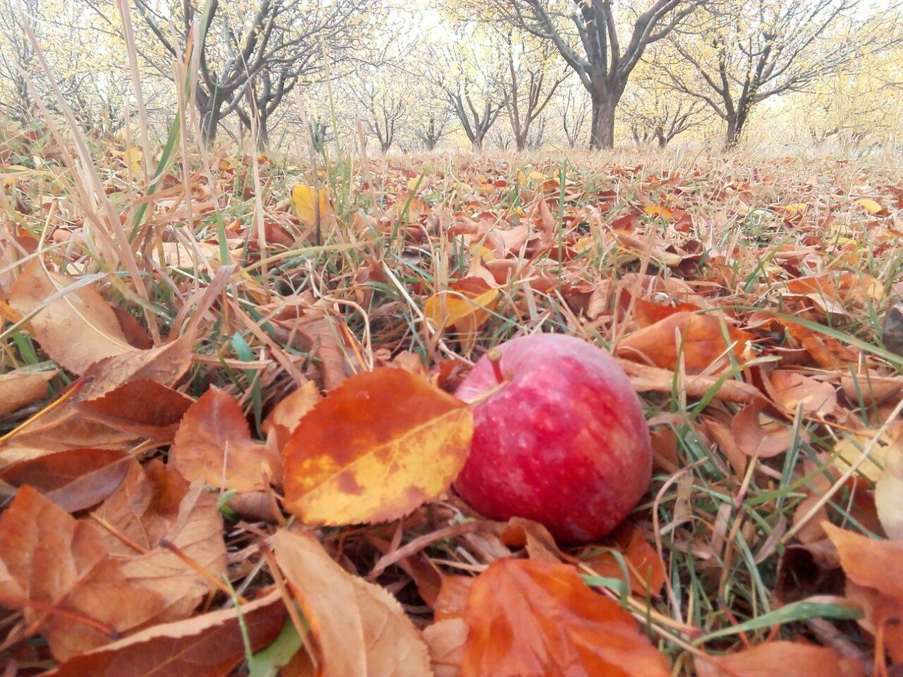جلوه گری پاییز در روستای نحودآباد در لنز دوربین شهروند خبرنگار + تصاویر