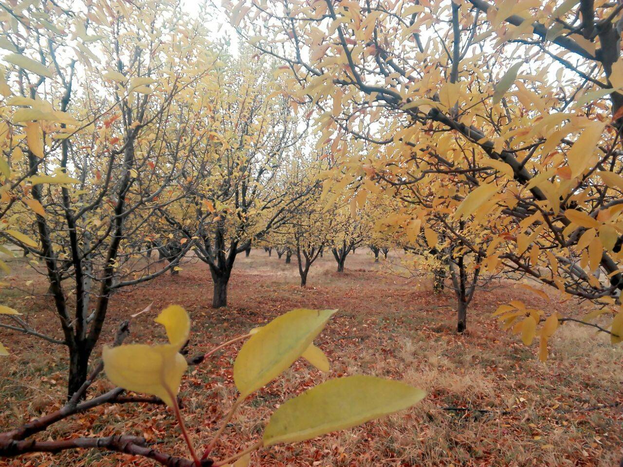 جلوه گری پاییز در روستای نحودآباد در لنز دوربین شهروند خبرنگار + تصاویر