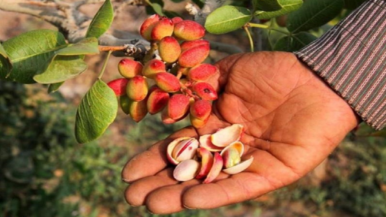 ۲۲ هکتار از باغات بهار به طلای سبز اختصاص دارد