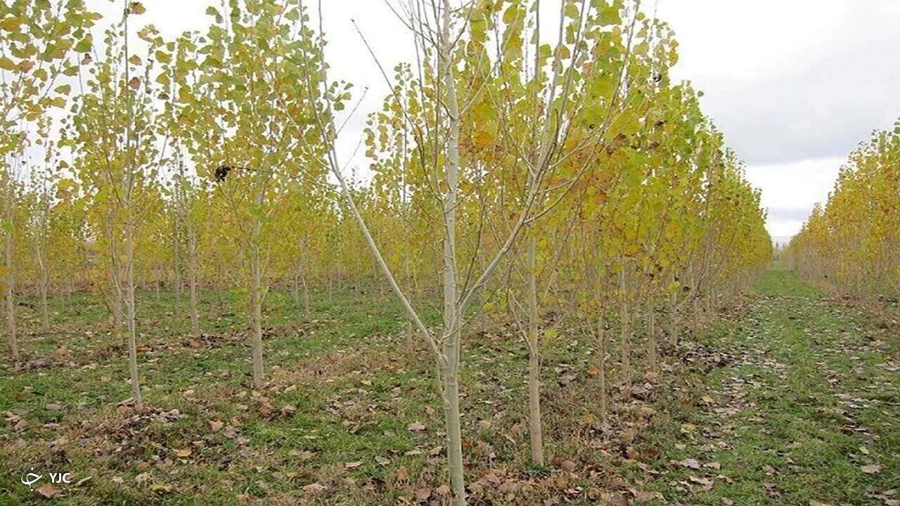 حدود ۴۰۰ اصله نهال به کشاورزان مهاباد داده می‌شود