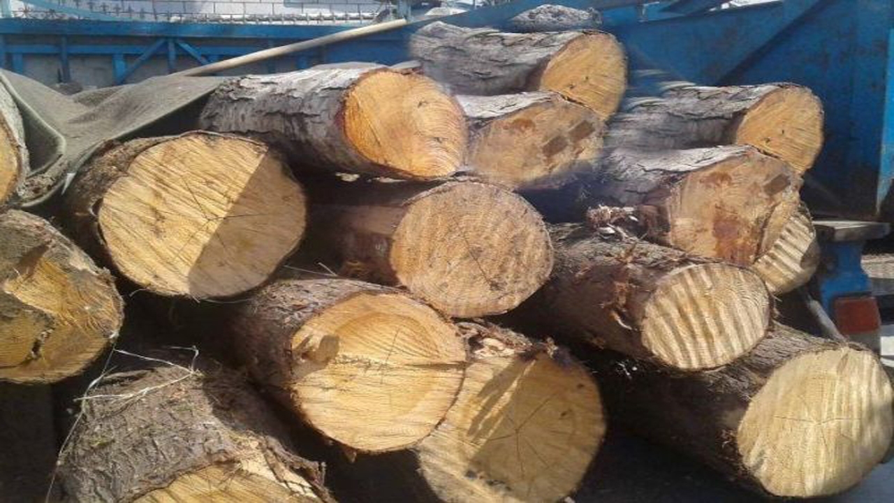 قاچاق چوب اکالیپتوس در میانکاله