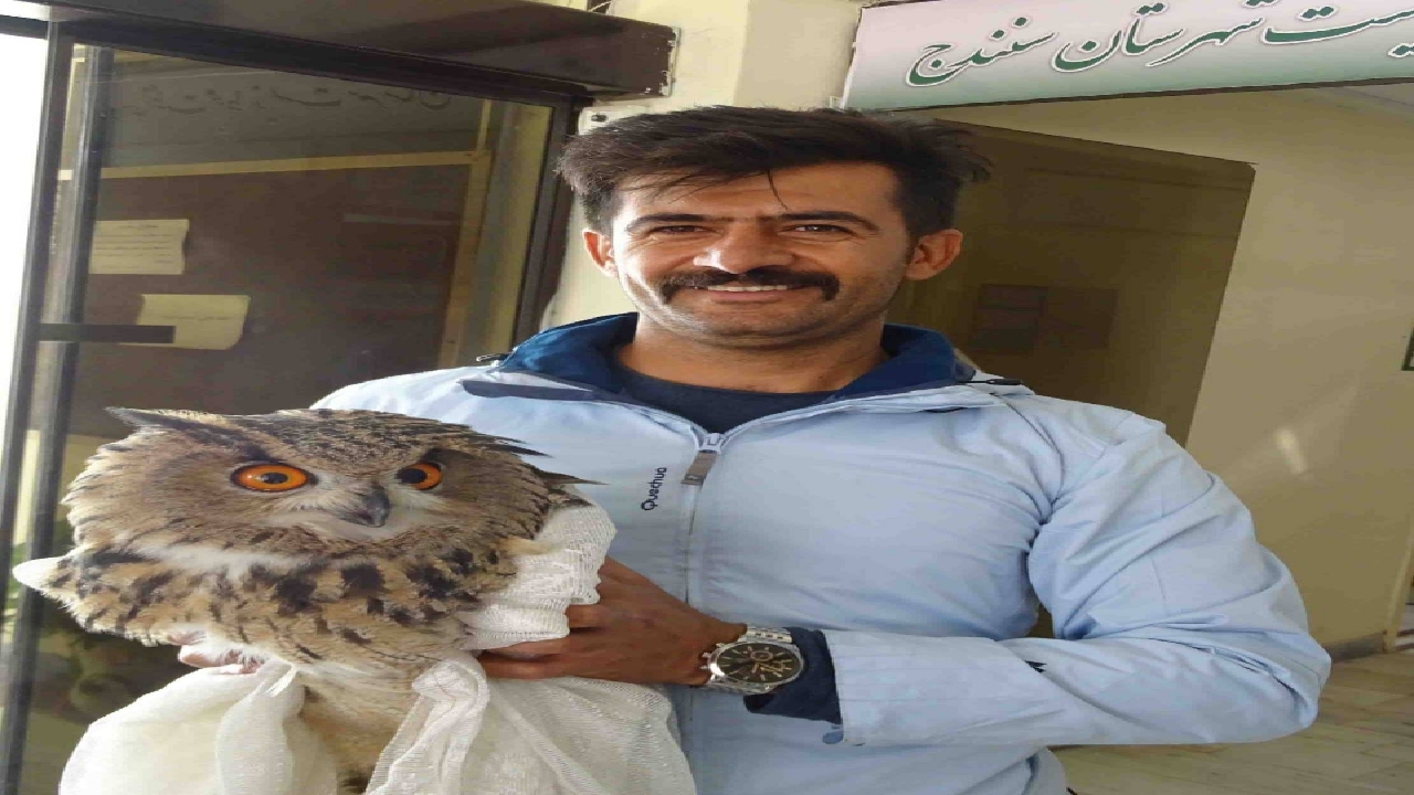 نجات شاه بوف زخمی توسط شهروند سنندجی