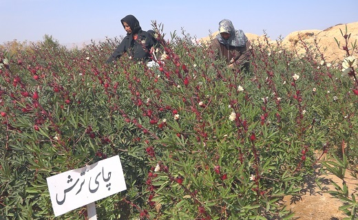 چای ترش