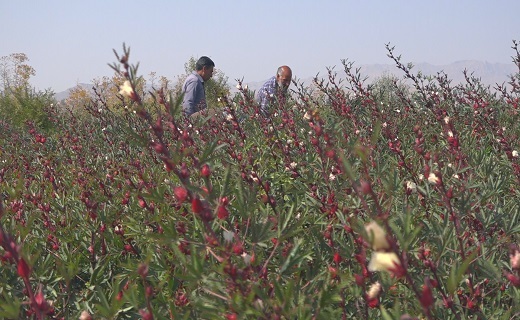 برداشت چای ترش