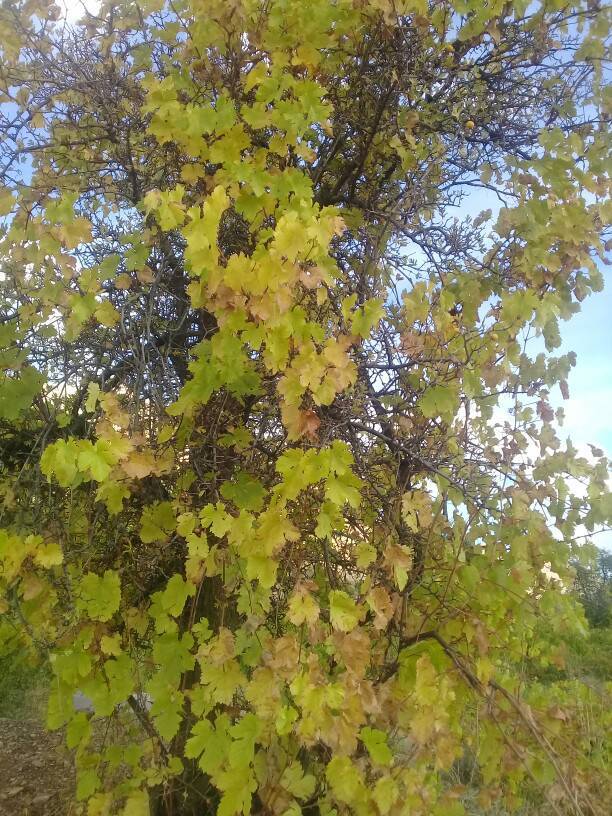طبیعت پاییزی روستای جغدان را به تماشا بنشینید + تصاویر
