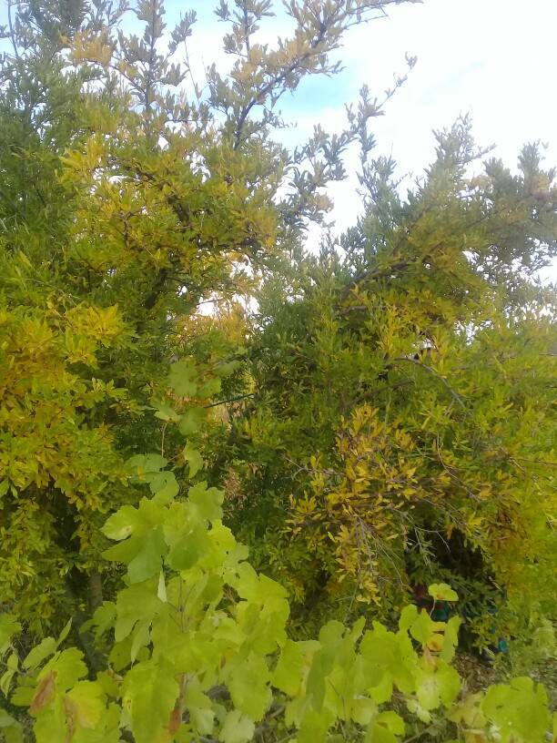 طبیعت پاییزی روستای جغدان را به تماشا بنشینید + تصاویر