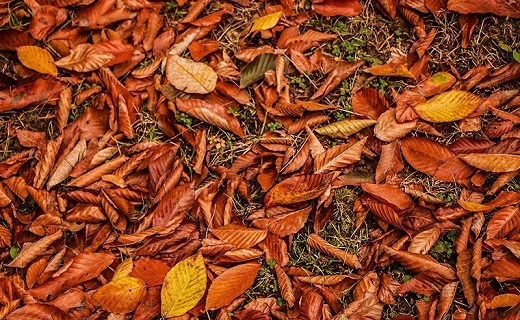 طبیعت پاییزی «جنگل لولمان» طبیعت پاییزی «جنگل لولمان»