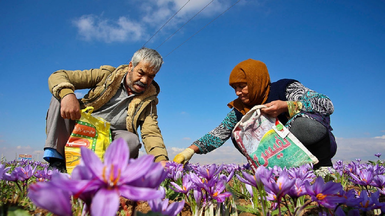افزایش ۲۰ درصدی تولید زعفران در بخش ندوشن
