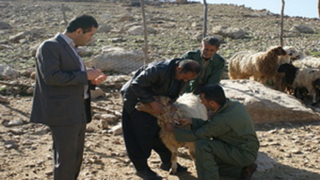 آغاز واکسیناسیون ۷۵۰ هزار راس دام سبک عشایری در لرستان