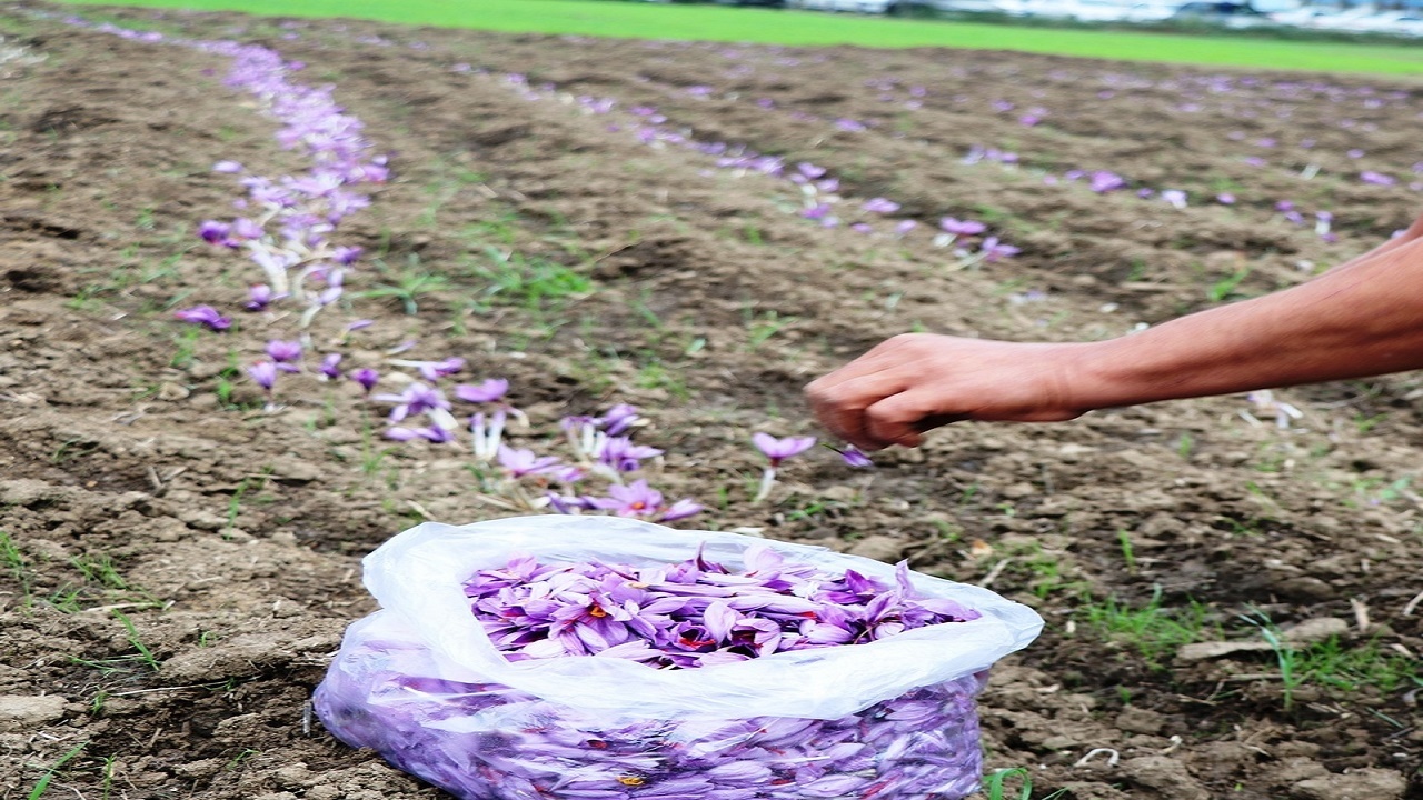 برداشت زعفران در زندان