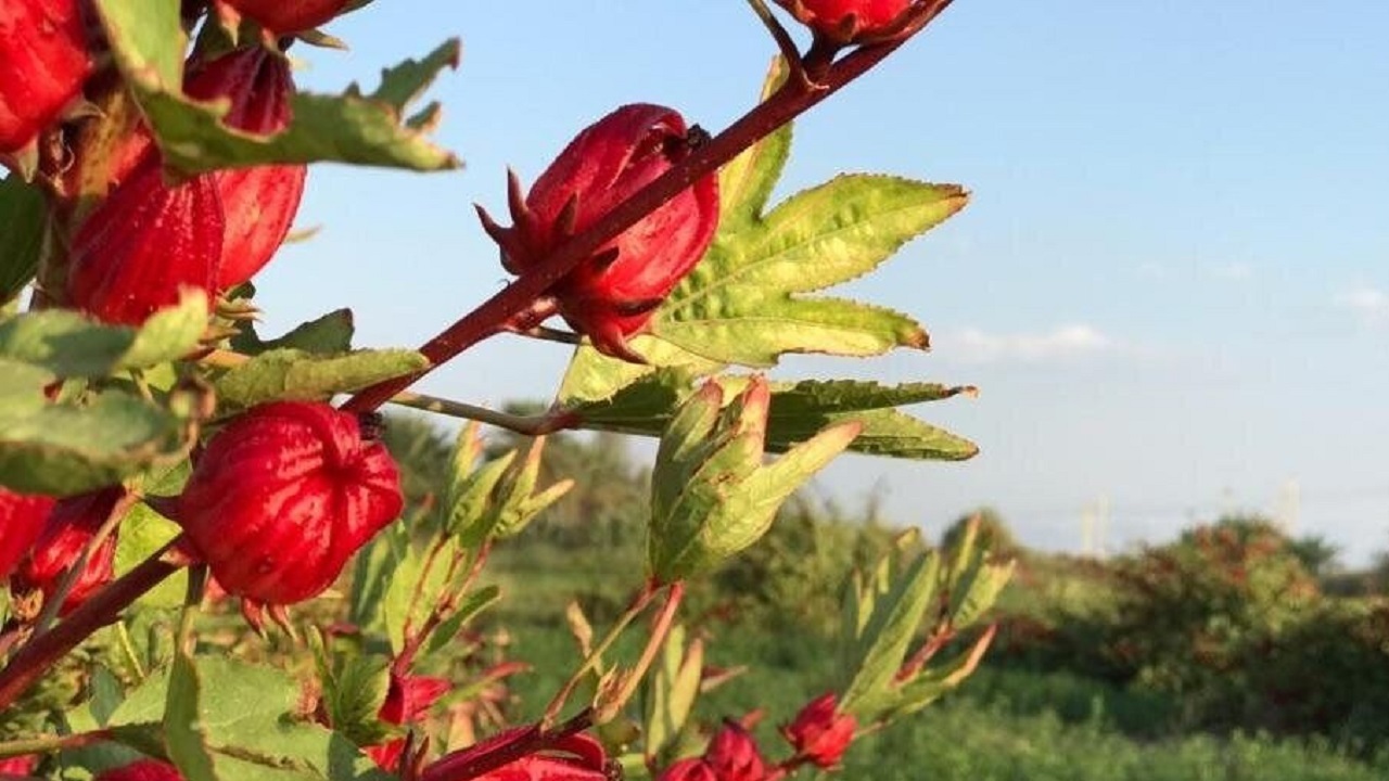 ۶۴۰ تن چای ترش در سیستان و بلوچستان برداشت شد