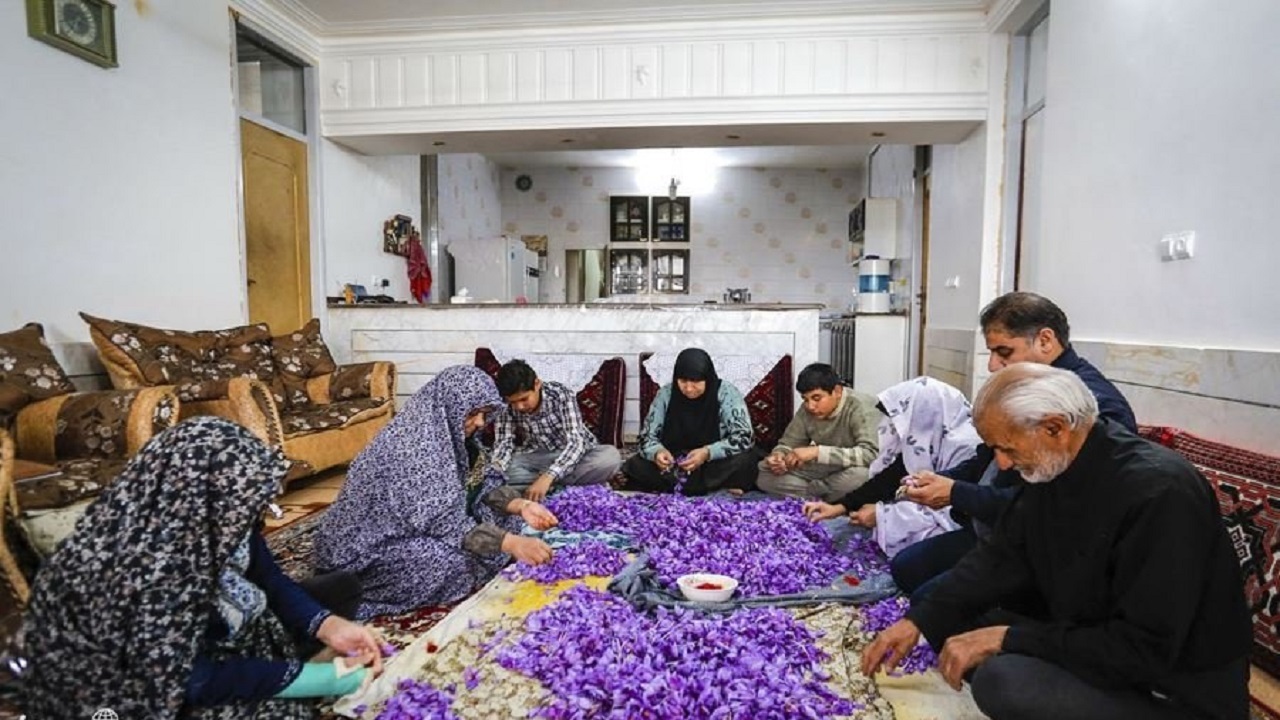 زعفران ، نقل محافل از مزرعه تا خانه