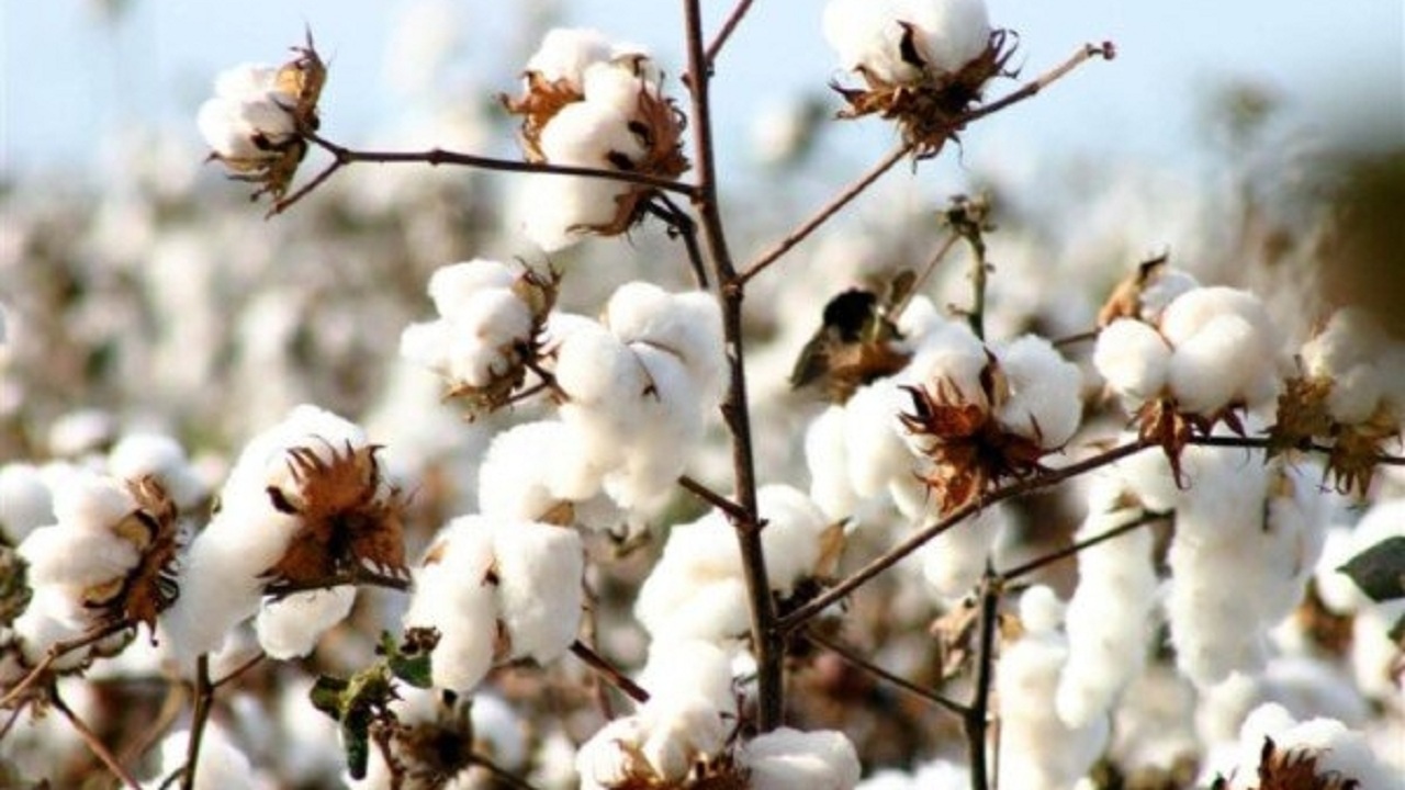 گلایه کشاورزان گلستانی از قیمت پایین خرید طلای سفید