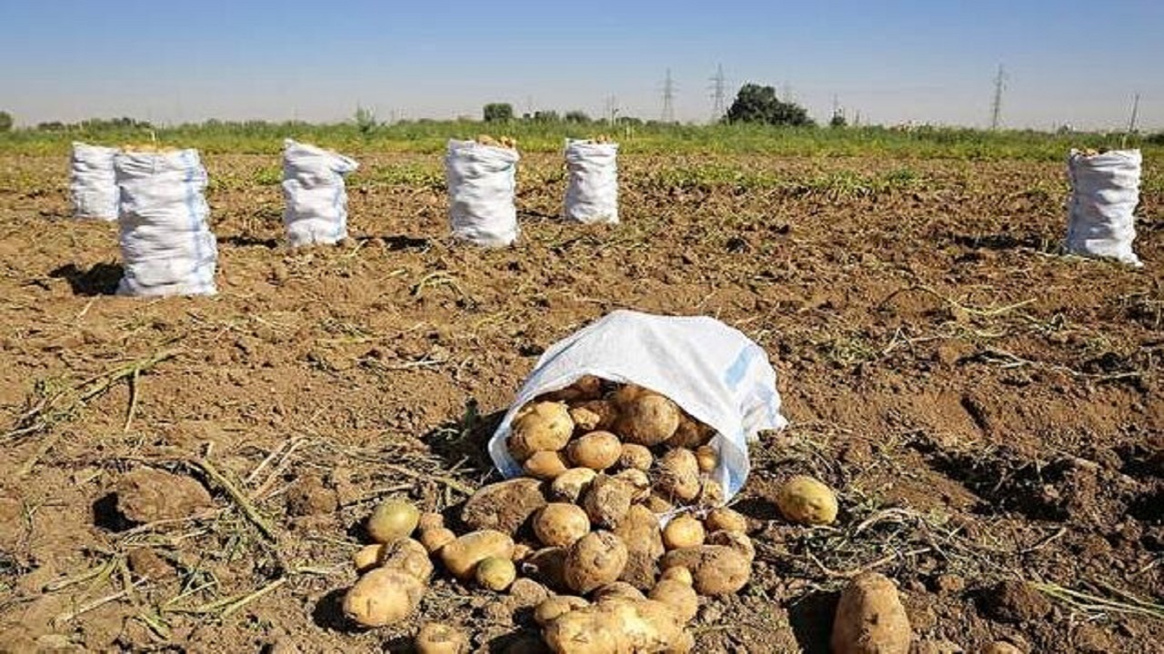 برداشت ۳۳۰ هزار تن سیب‌زمینی در کردستان