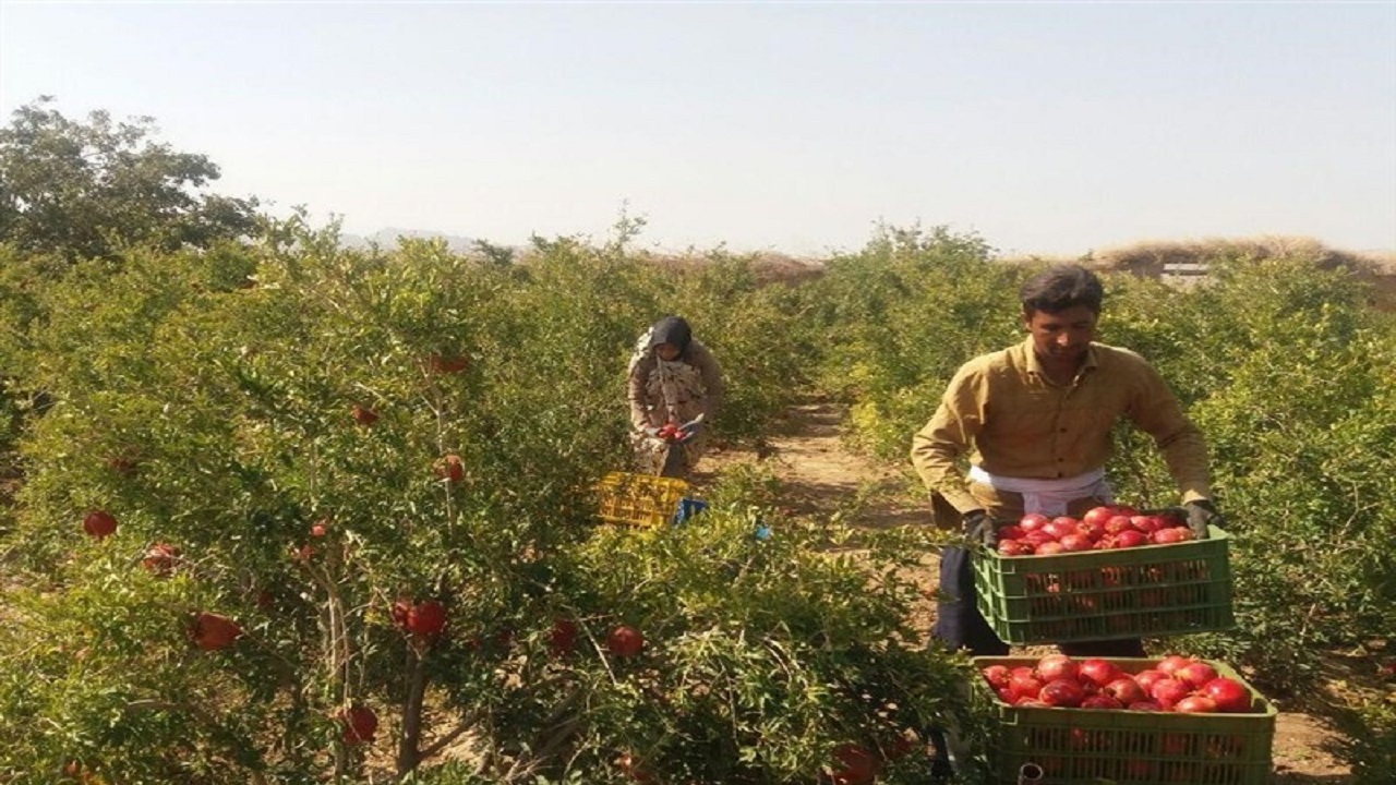 پیش بینی برداشت ۴۲ هزار تن یاقوت سرخ از باغات خراسان جنوبی