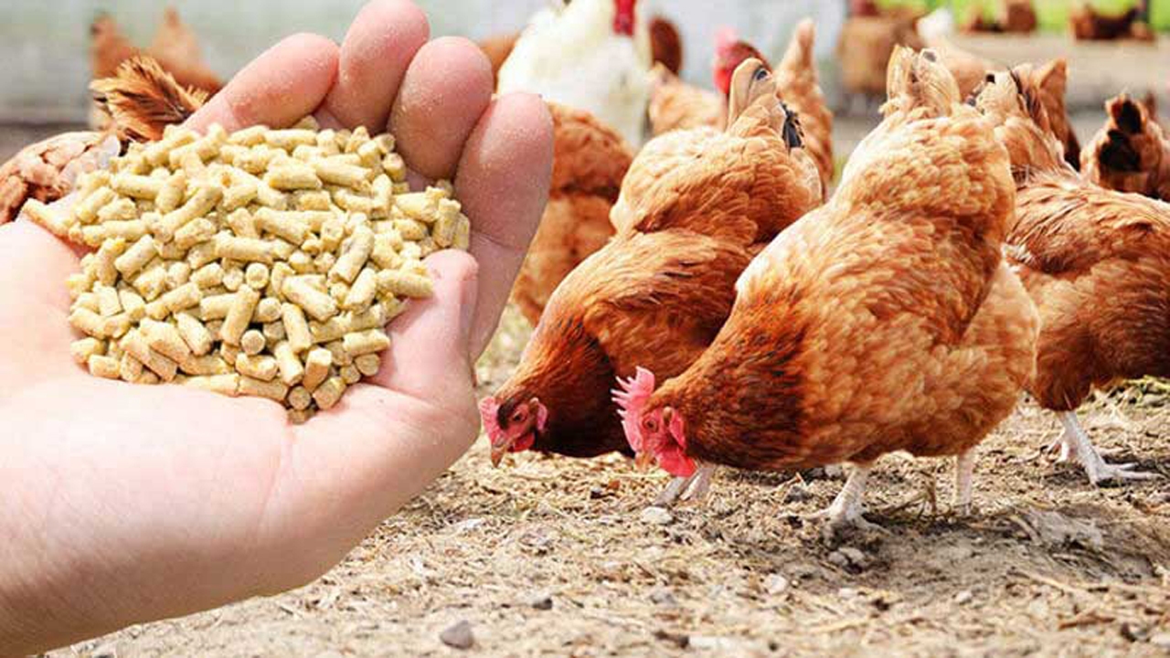 فضولات طیور منبعی جدید برای حاصلخیزی خاک