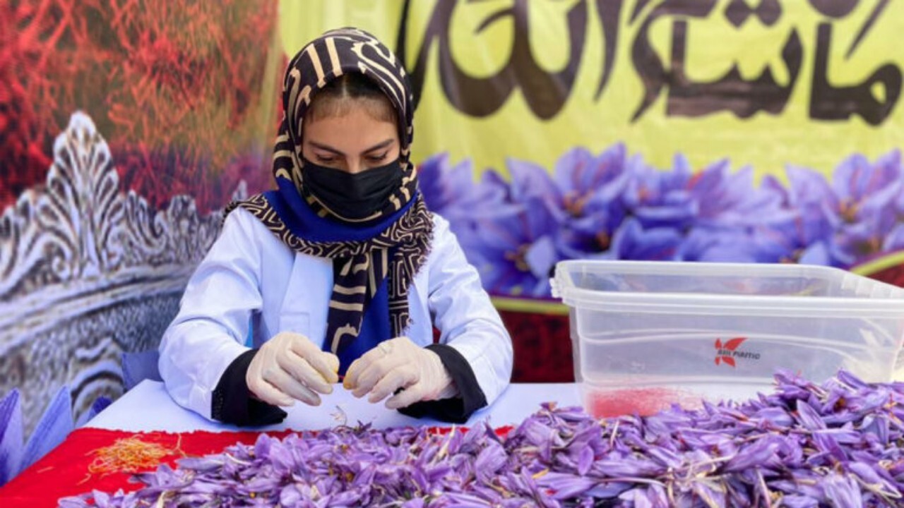 هفتمین جشنواره گل زعفران در هرات برگزار شد