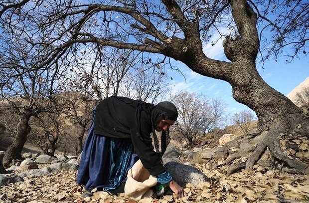 آغاز برداشت بلوط ایران ؛ گنجینه ناب زاگرس