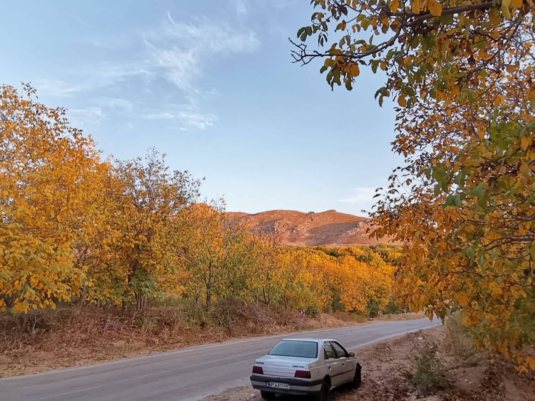 تصاویری از رخ نمایی برگ&zwnj;های رنگارنگ به وقت پاییز