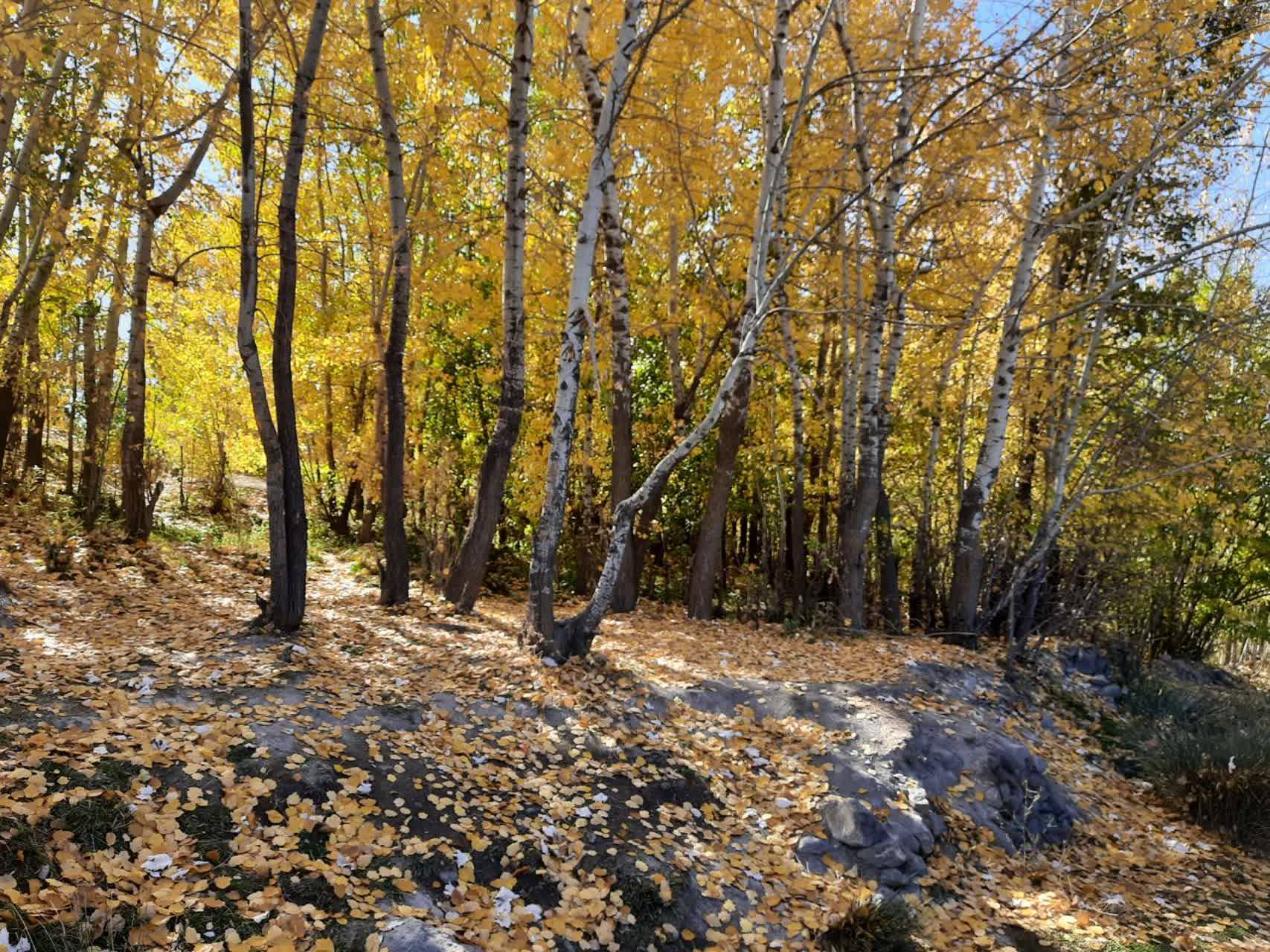 تصاویری از رخ نمایی برگ&zwnj;های رنگارنگ به وقت پاییز