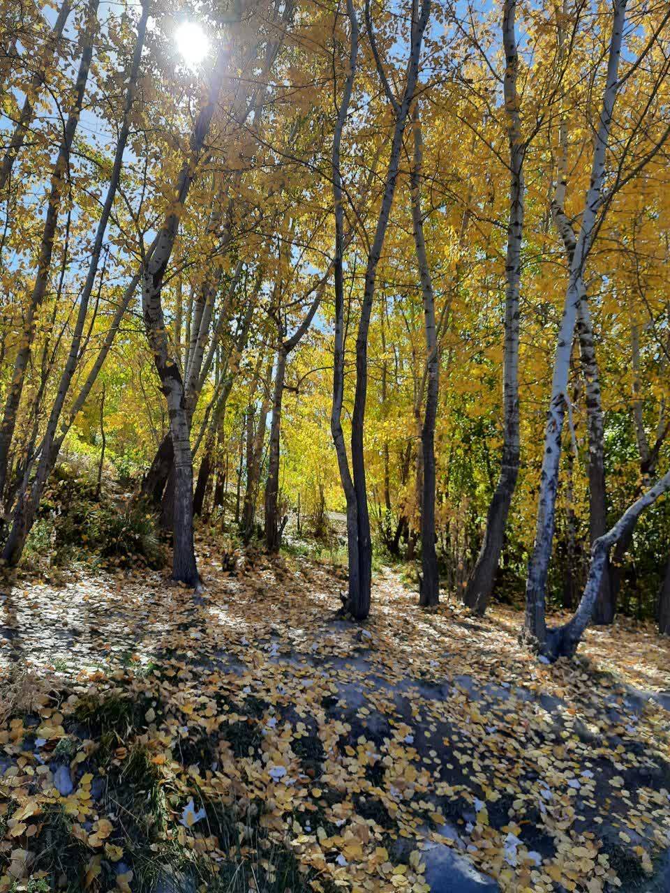تصاویری از رخ نمایی برگ&zwnj;های رنگارنگ به وقت پاییز