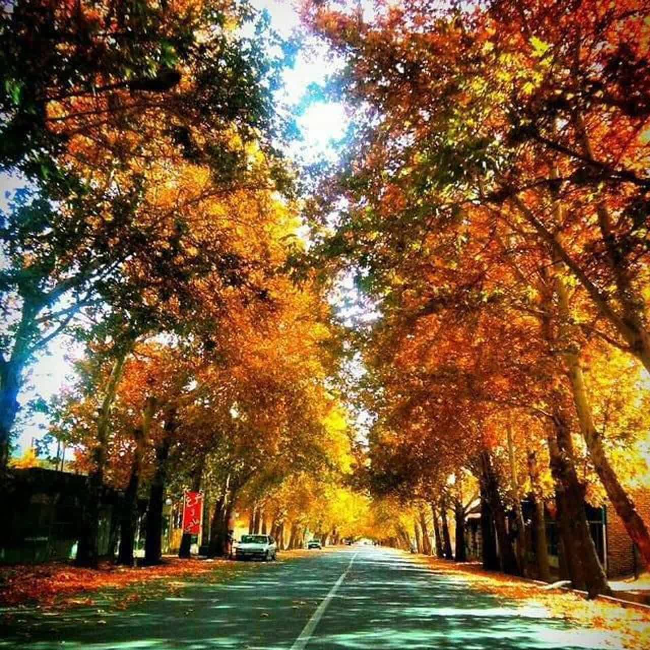تصاویری از رخ نمایی برگ&zwnj;های رنگارنگ به وقت پاییز