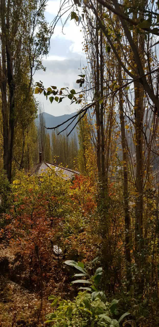 تصاویری از رخ نمایی برگ&zwnj;های رنگارنگ به وقت پاییز