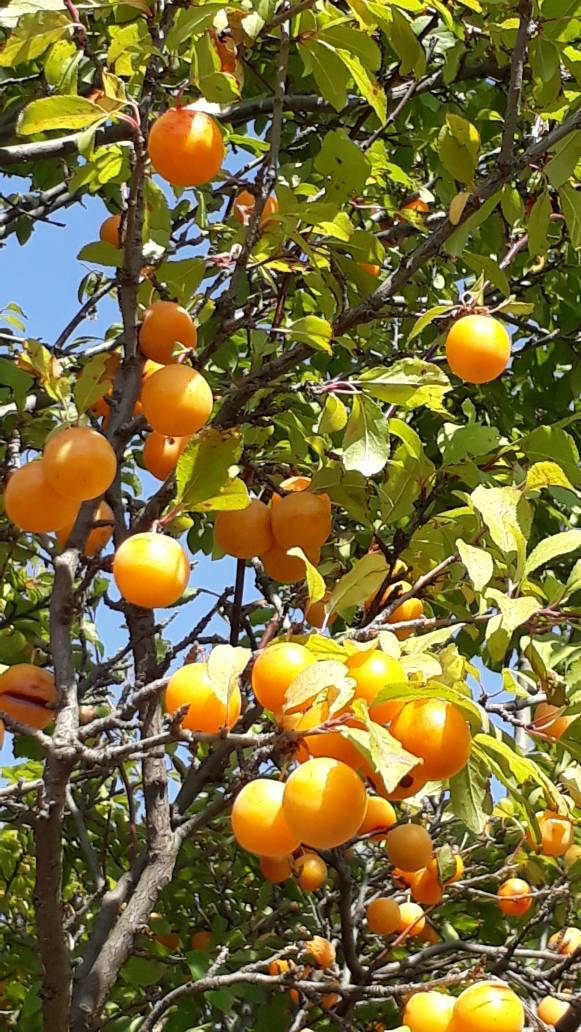 تصاویری از رخ نمایی برگ&zwnj;های رنگارنگ به وقت پاییز