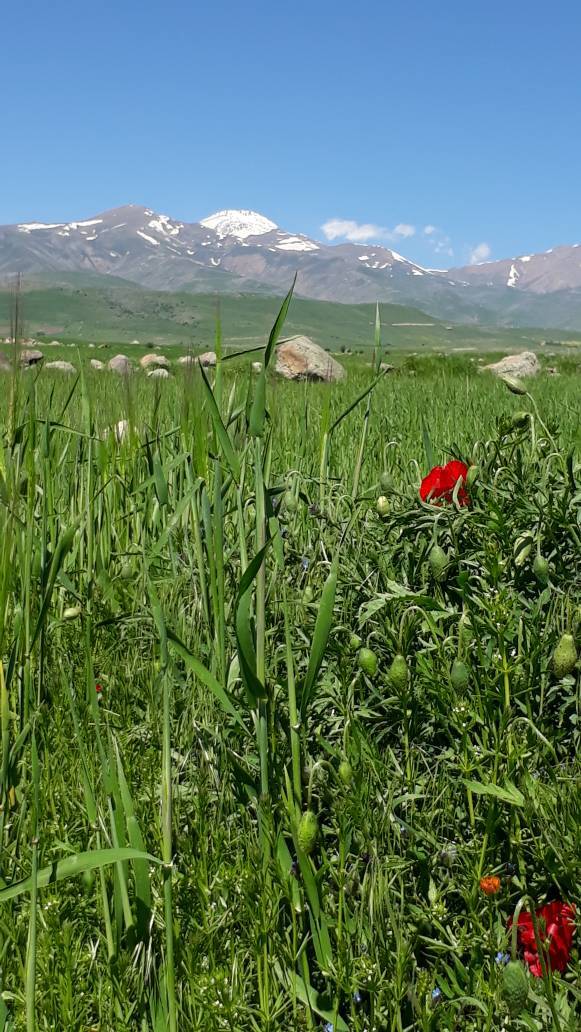 تصاویری از رخ نمایی برگ&zwnj;های رنگارنگ به وقت پاییز