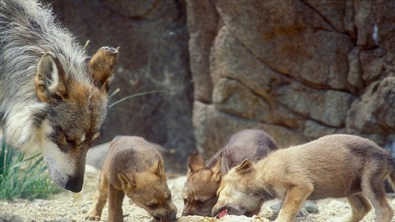 حمله گله‌ای گرگ های گرسنه به آغل گوسفندان