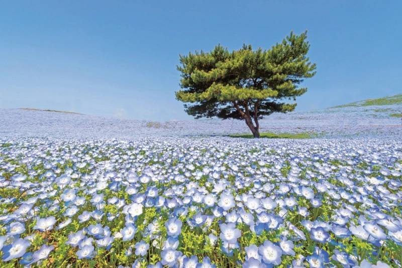 پارک ساحلی هیتاچی