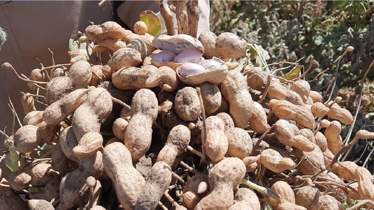 تجربه خوش اولین برداشت بادام زمینی در خراسان جنوبی