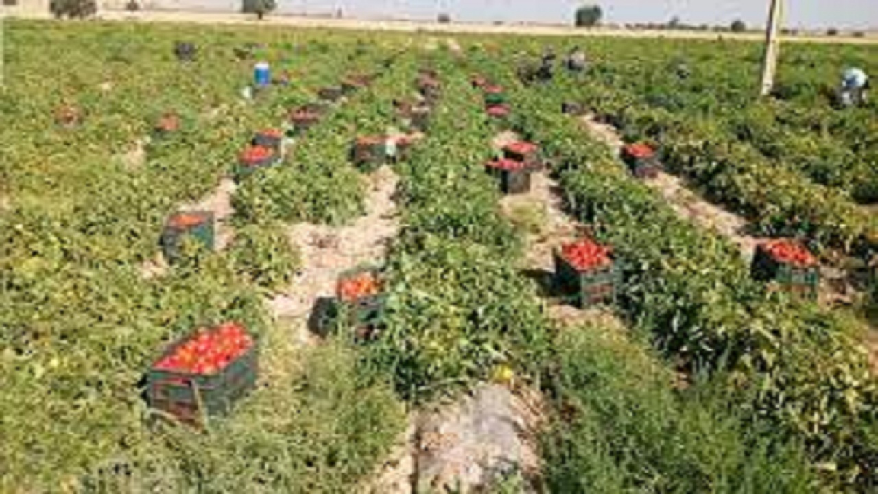 آغاز برداشت گوجه پاییزه در گچساران