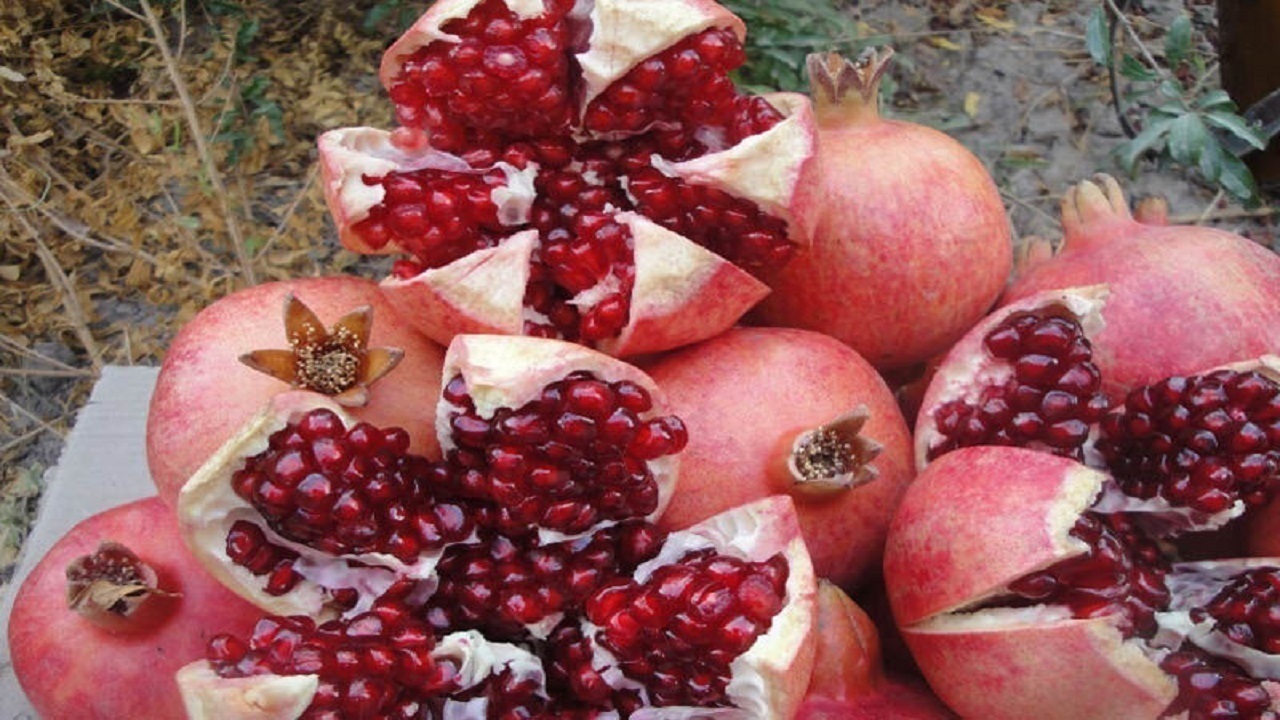برداشت و فراوری انار در سرخه