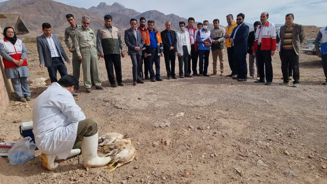 مانور آنفلوانزای فوق حاد پرندگان در زرند