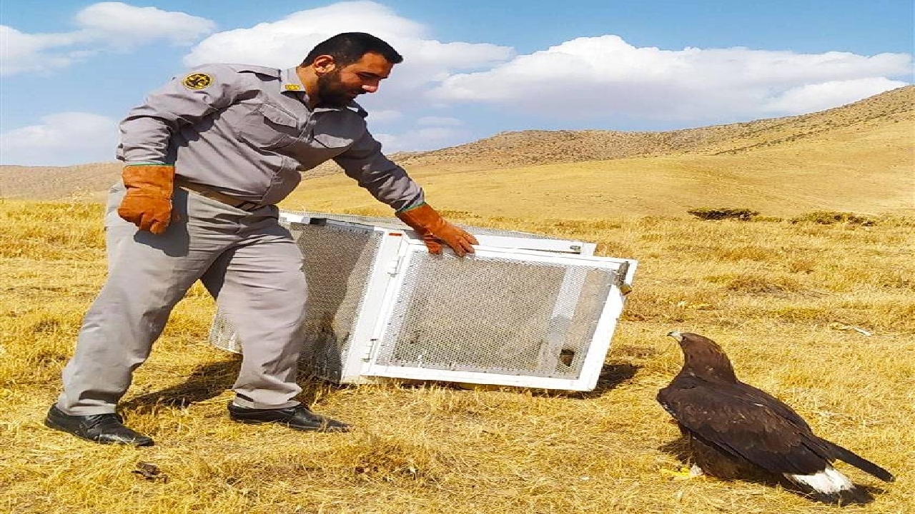 بازگشت یک عقاب طلایی در دیواندره به دامان طبیعت