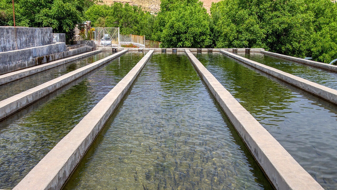 صادرات ماهی سردآبی از چهارمحال و بختیاری ناچیز است