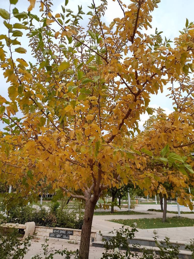 تصاویر پاییزی شهروندخبرنگارها از اقصی نقاط کشور
