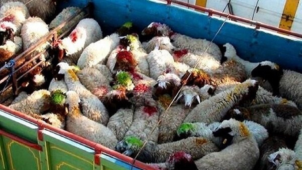 کشف ۵۰۰ میلیون تومان دام فاقد مجوز در بشرویه
