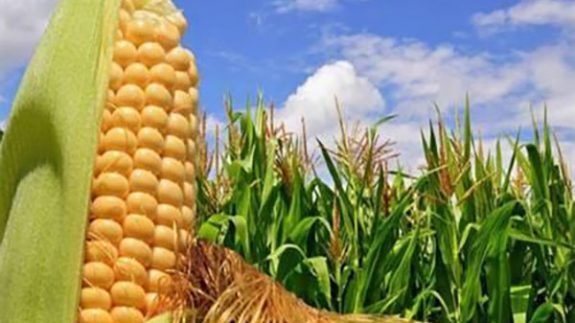 آغاز برداشت ذرت علوفه‌ای در شیروان