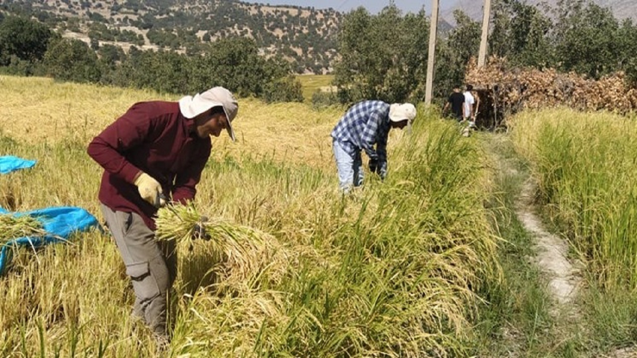 برداشت شلتوک از ۸۵۰ هکتار از شالیزارهای کهگیلویه