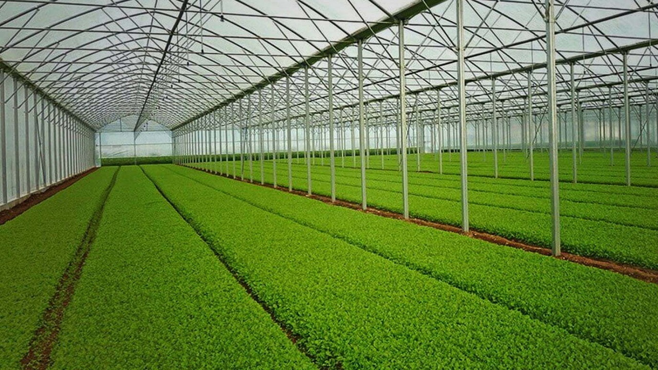 ضرورت تسریع در صدور مجوز‌های قانونی برای راه اندازی گلخانه در چهارمحال و بختیاری