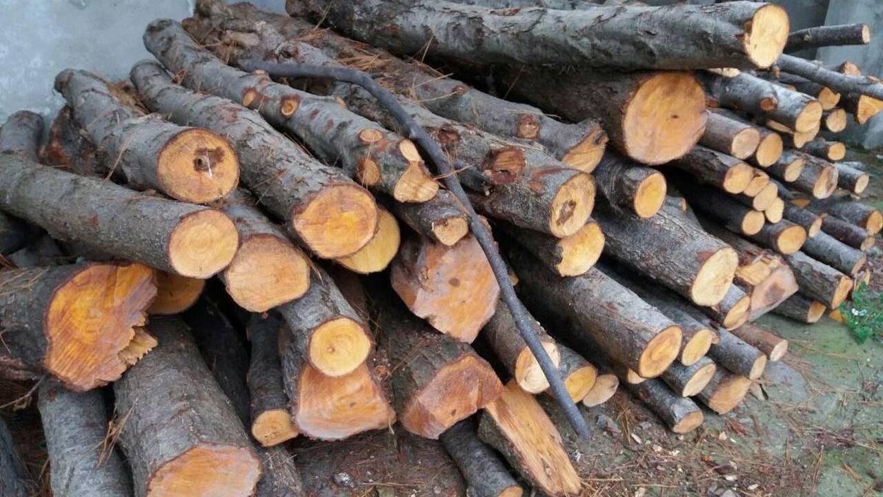 توقیف کامیون حامل ۱۵ تن چوب قاچاق در هلیلان
